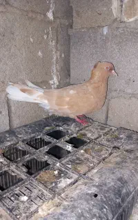 کبوتر دم سفیدماده