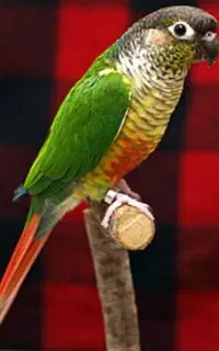 طوطی گرینچیک