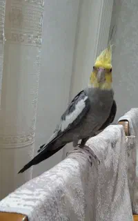 عروس هلندی گمشده
