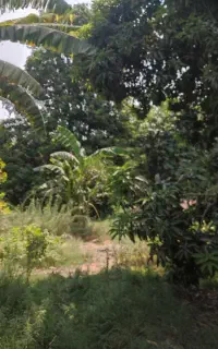 باغبان باغ
