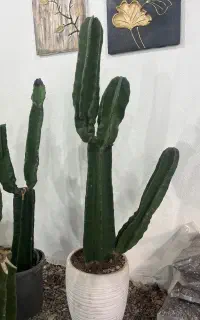 تعدادی گل به قیمت تولیدی