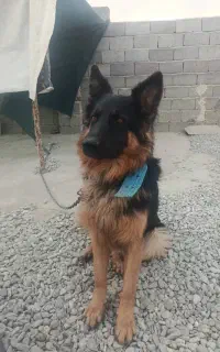 سگ ژرمن نر