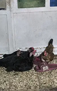 مرغ گردن لخت