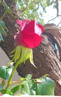 گل و گیاه صلواتی