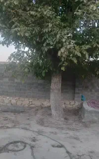.خریدچوب باغات نقدی نوروزی