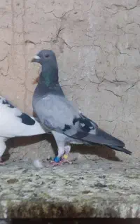 سبز ماده   چاپی ماده وجوجه نر