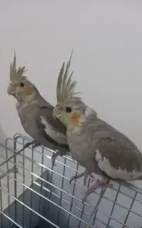 جوجه عروس هلندی