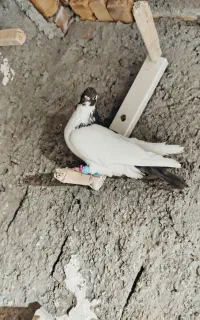 شتری ماده