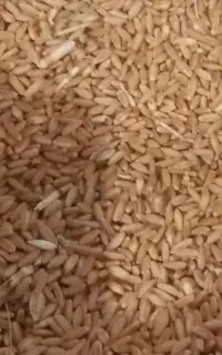 گندم دیم باران