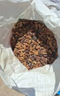 کنگه و ضایعات خرما و نان خشک