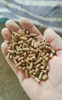 دان پلت بومی / گوشتی