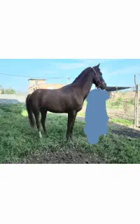 اسب