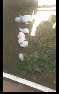 تعداد ۱۱ عدد خرگوش بفروش میرسد