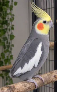 طوطی کتوله عروس هلندی بالغ