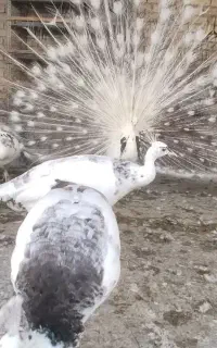 جوجه طاووس پاید