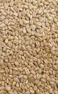 گندم فروش