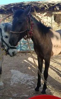 مایون و نریون کرد (اسب)