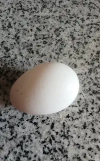 تخم اردک خارجی