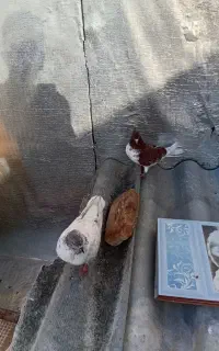 ی جفت گرگی