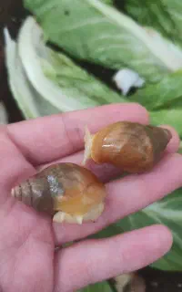 حلزون طبی آچاتینا