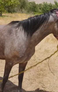 اسب مادیان چهار سال