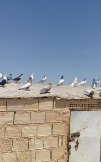 فروش یک دسته  کفتر بوم ضربه