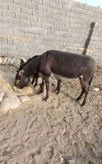 الاغ