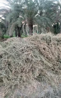 بیده‌فروشی