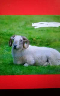 گوسفند زنده  تلفنی در حکیمیه. آزادگان.ارسال به محل