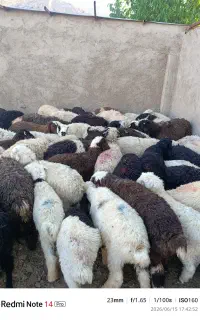 بره نر پای پروا