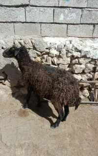 1عدد گوسفند جوان کوک برای فروشی  کیلویی
