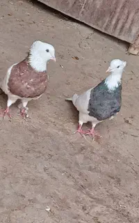 طوقی