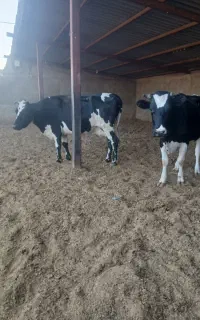 گاو