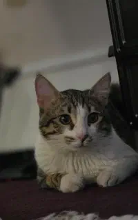 واگذاری گربه نر رایگان