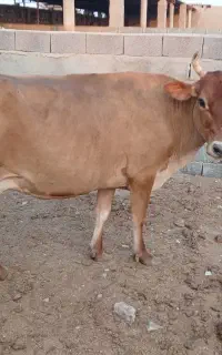 فروش دو راس گاو ماده داشتی