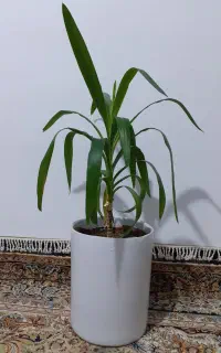 گل طبیعی