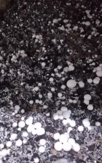 نیازمند نیروی کار خانم