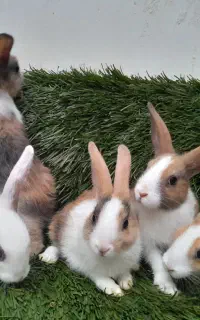 خرگوش خانگی بامزه و سرحال خانگی