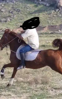 مادیان ترکی فنوتیپ بالا سرو دم گیر سواریدار