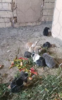 خرگوش لوپ ماده به صورت واگذاری قبول میکنم
