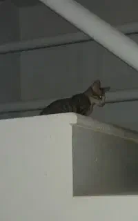 گربه جوان و باهوش