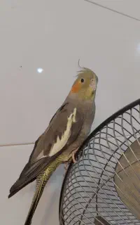عروس هلندی