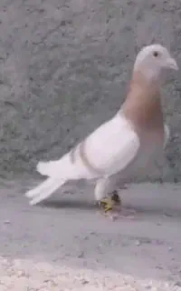 نر کرم سوسنی