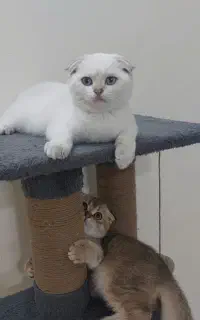 خوشگل پسر