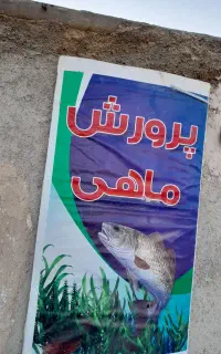 پرورش ماهی قزل آلا