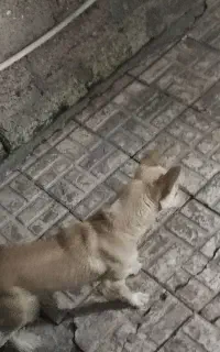 سگ پاکوتا