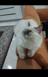 گربه پرشین اصیل