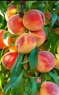 نهال هلو و شلیل فقط 55 هزار تومان