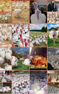 فروش جوجه بوقلمون بیوتی۶ زرین