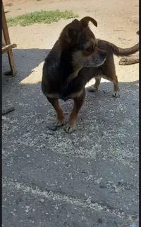 سگ شیواوا